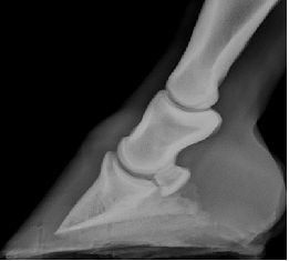 EQ Xray Hoof