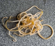 Roundworms