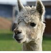 Alpaca photo