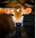 Cow Photo