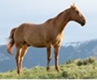 Horse photo